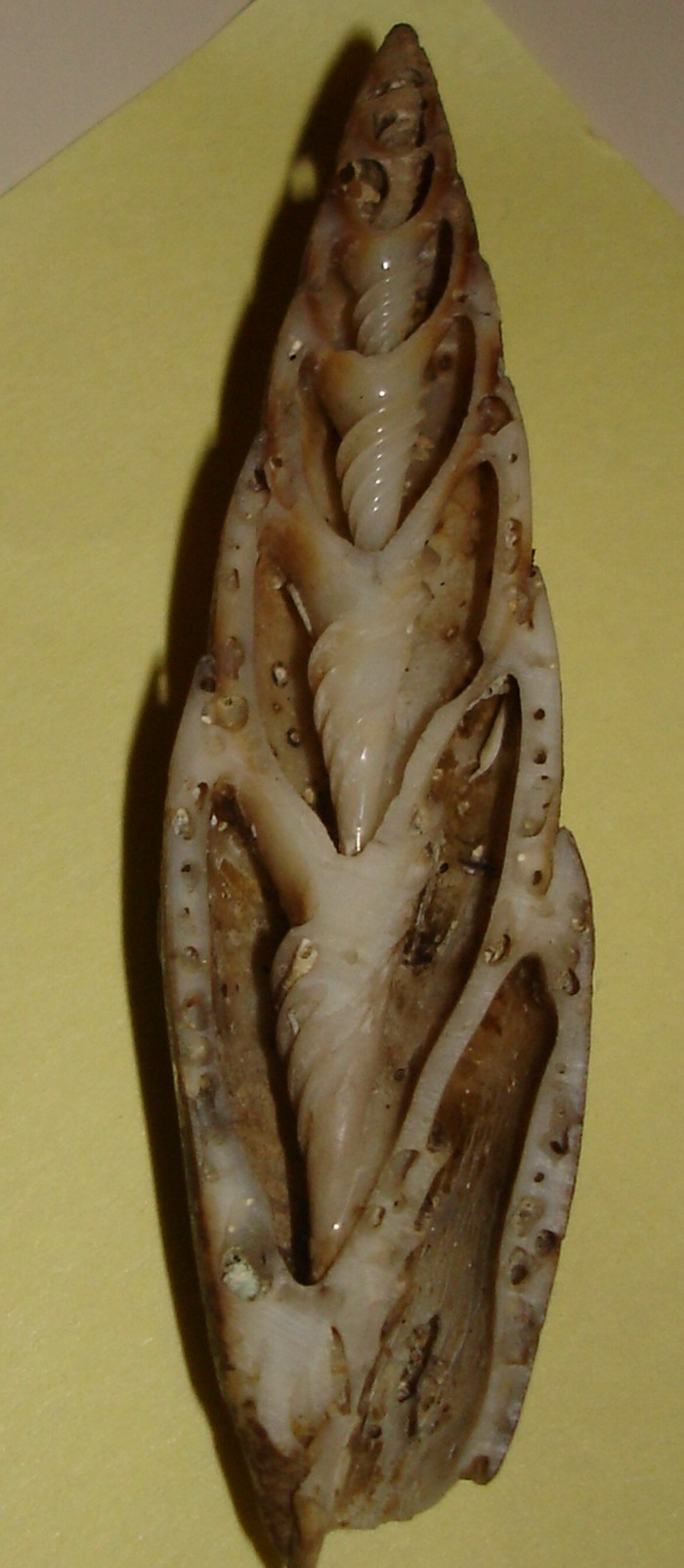 Mitra zonata.....